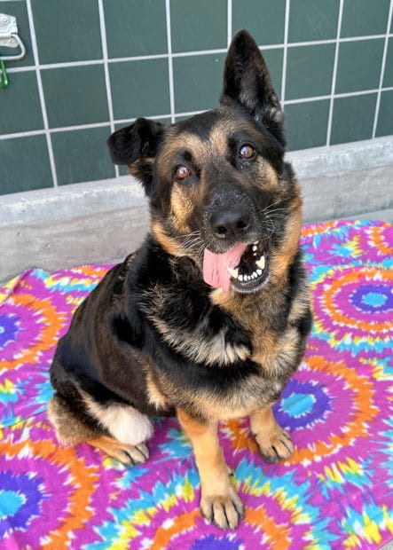 Photo of Maya, adoptable senior German Shepherd Dog in Rancho Cucamonga, California