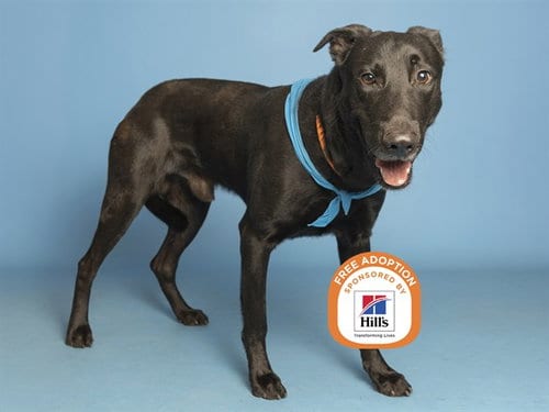 Photo of Pauly D, adoptable senior Labrador Retriever in Phoenix, Arizona