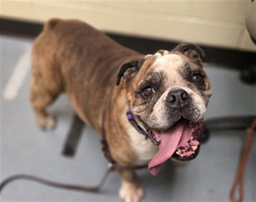 Photo of Biggie, adoptable senior English Bulldog in Denver, Colorado