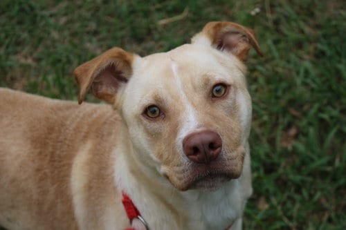 Yukon, adoptable senior Labrador Retriever in Jackson, MS