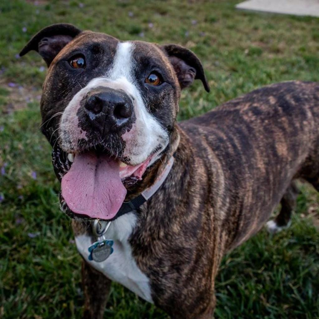 Photo of Jaycee, adoptable senior Terrier, American Staffordshire / Mix in Kanab, Utah