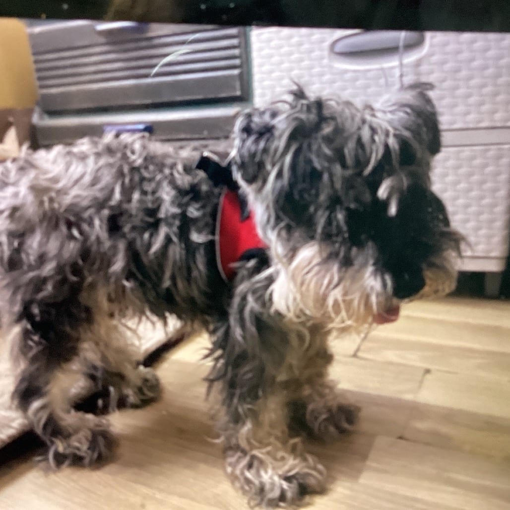 Photo of Oscar, adoptable senior Schnauzer, Miniature