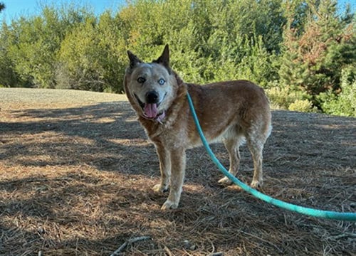 Photo of Bud, adoptable senior Queensland Heeler in Lompoc, California