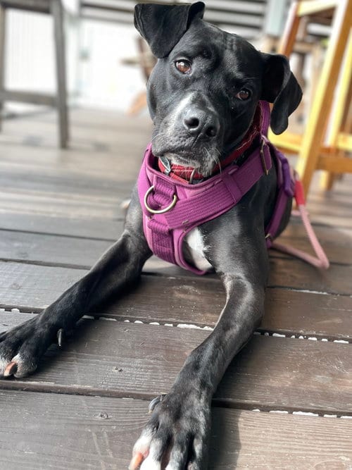 Rosie, adoptable senior Black Labrador Retriever in Sanford, FL