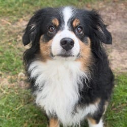 Photo of Marlo, adoptable senior Australian Shepherd in New York, New York