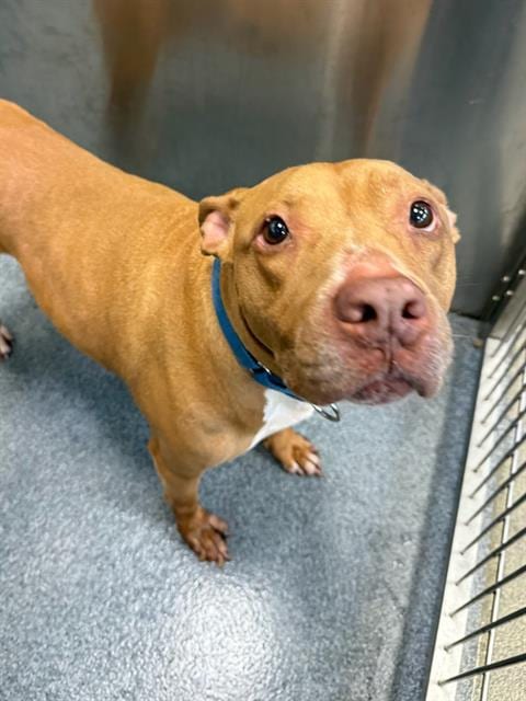 Photo of Remi, adoptable senior Pit Bull Terrier in Dallas, Texas