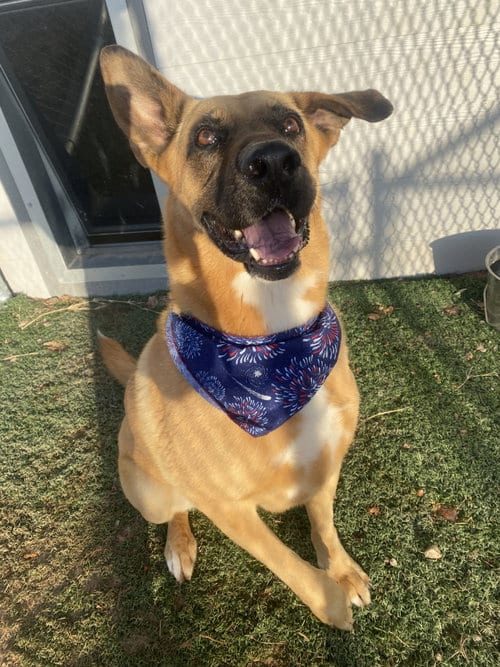 Ren, adoptable senior Shepherd in Gun Barrel City, TX