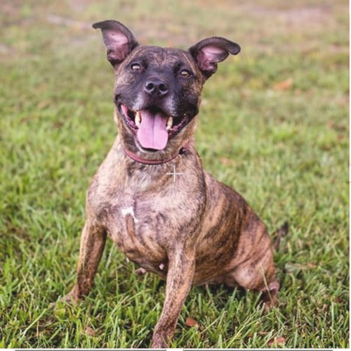 Reba, adoptable senior American Staffordshire Terrier in Roswell, GA