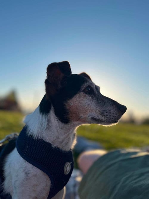 Photo of Kiwi a Jack Russell boy, adoptable senior Jack Russell Terrier in Arlington, Washington