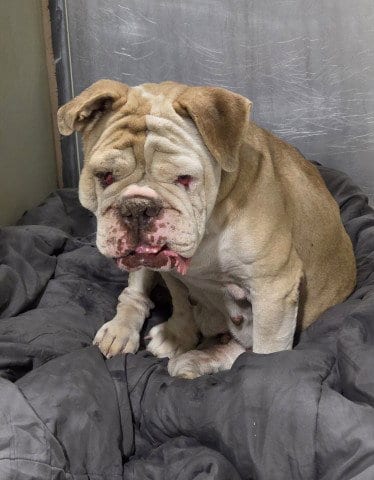 Photo of Granny Smith, adoptable senior Bulldog in Bakersfield, California