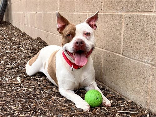 Photo of Roca, adoptable senior Pit Bull Terrier in Orange, California