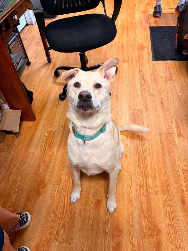 Photo of Bolt, adoptable senior Labrador Retriever in Greensburg, Indiana
