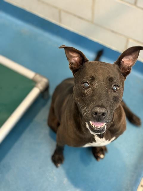 Photo of Zara, adoptable senior Pit Bull Terrier in Dallas, Texas