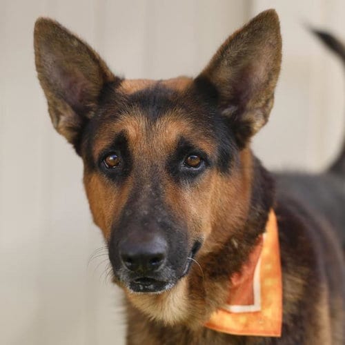 Photo of Luke, adoptable senior German Shepherd Dog in San Antonio, Texas