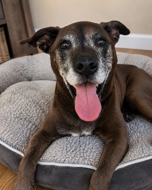 Photo of Mini, adoptable senior Plott Hound in Mooresville, North Carolina