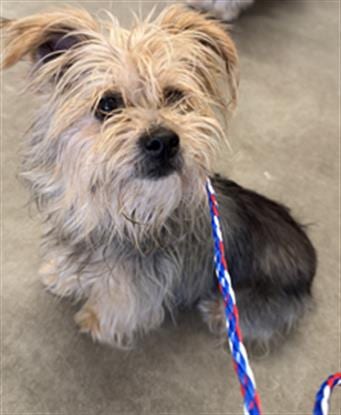 Photo of Jojo, adoptable senior Yorkshire Terrier Yorkie in Camarillo, California