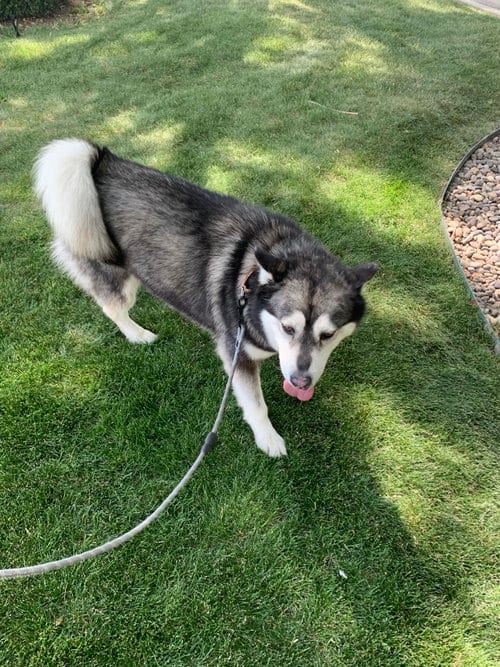 Benson, adoptable senior Siberian Husky in Cedar Crest, NM