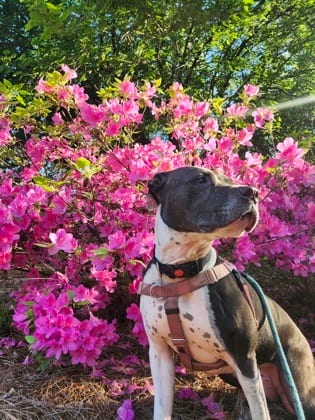 Photo of Kara- IN FOSTER, adoptable senior dog in Chamblee, Georgia