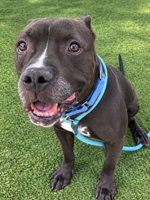 Photo of Sully, adoptable senior Pit Bull Terrier in Las Vegas, Nevada