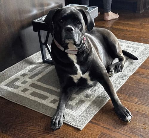 Millie, adoptable senior Boxer in Woodbury, MN
