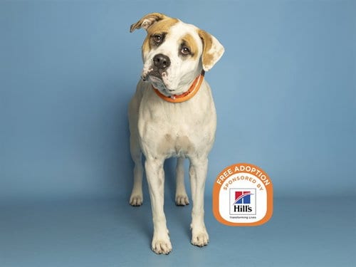 Photo of Jef, adoptable senior American Bulldog in Phoenix, Arizona