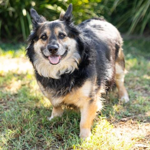 Photo of Kado, adoptable senior Pembroke Welsh Corgi in Camarillo, California