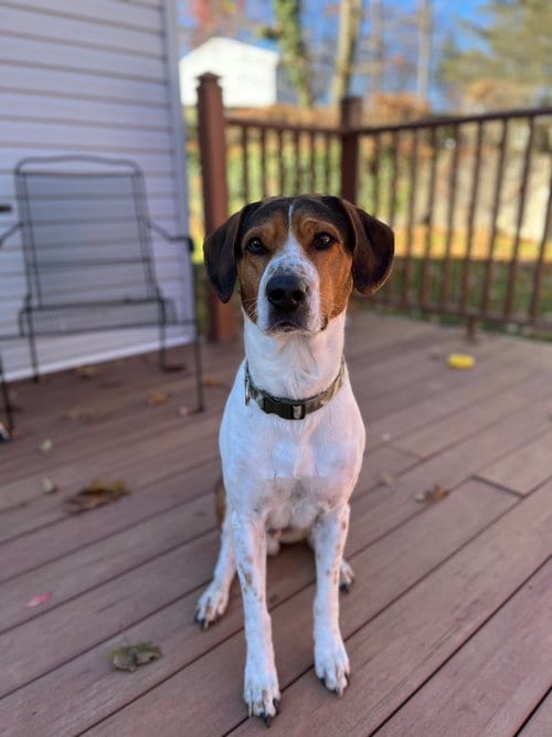 Rocky Granville, adoptable senior Treeing Walker Coonhound in Rockaway, NJ