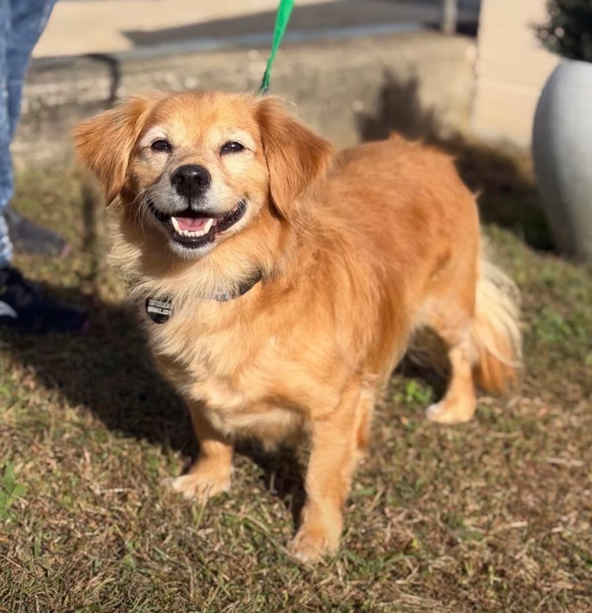 Photo of Tyler, adoptable senior Dachshund/Spaniel (Unknown Type) in Atco, New Jersey