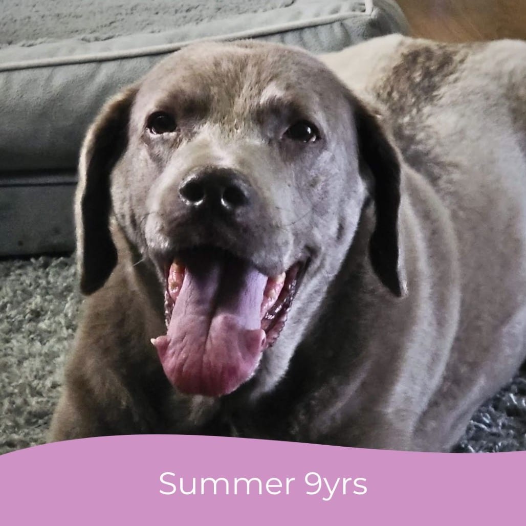 Photo of Summer, adoptable senior Retriever, Labrador in Maryland, Maryland