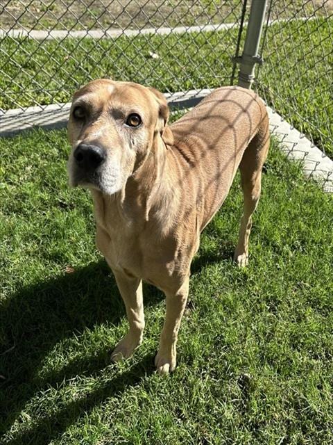 Photo of Romeo, adoptable senior Pointer in Riverside, California