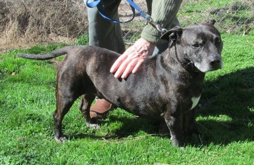 Photo of Zeus, adoptable senior Boston Terrier in Harrison, Arkansas