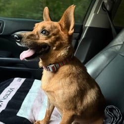 Photo of Redford, adoptable senior Chihuahua Miniature Pinscher in Frederick, Maryland