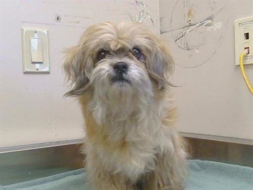 Photo of Diva, adoptable senior Shih Tzu in Sacramento, California