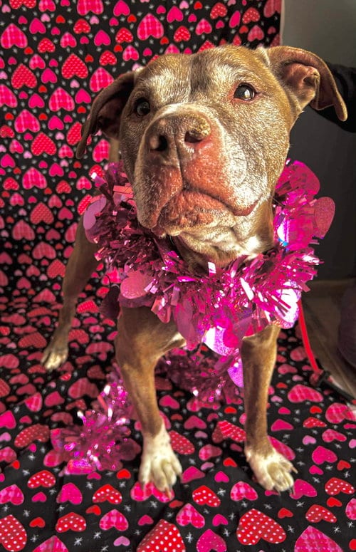 Photo of Tressel, adoptable senior American Pit Bull Terrier in Germantown, Ohio