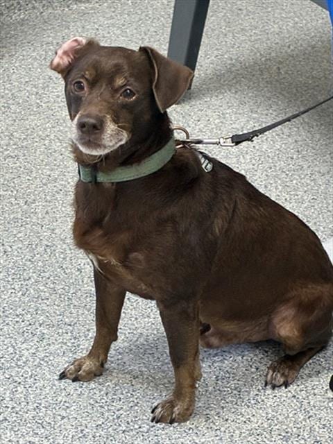 Photo of Toby, adoptable senior Chihuahua in Naples, Florida