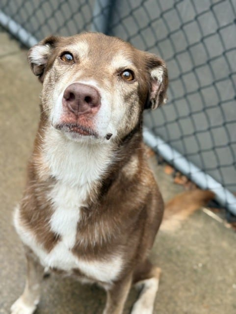 Photo of Cholena, adoptable senior Alaskan Husky mix in Chicago, Illinois