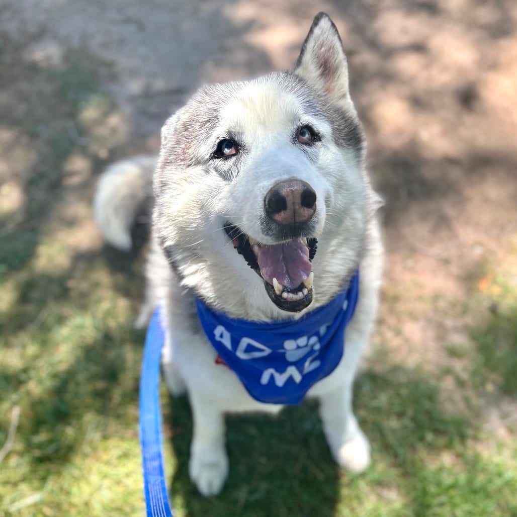 Photo of Blue, adoptable senior Husky / Mixed Breed (Large) in Glenwood Springs, Colorado