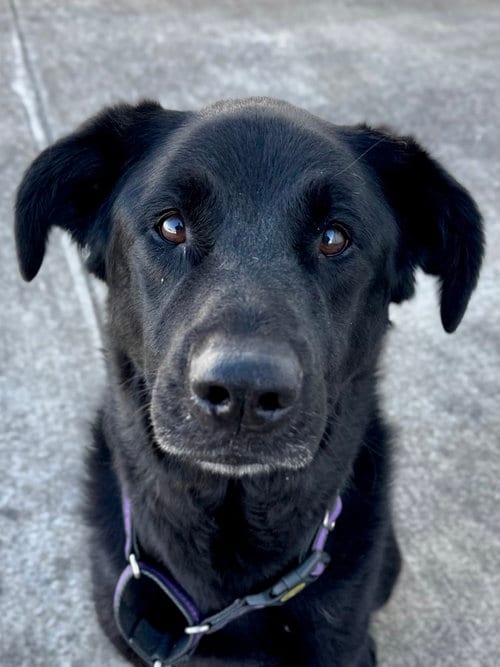 Photo of Roxie, adoptable senior Newfoundland Dog in Evansville, Indiana