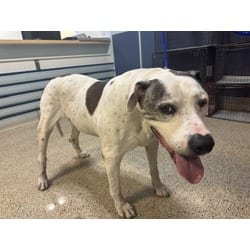 Photo of Crew, adoptable senior Terrier (Unknown Type, Medium) in Doral, Florida