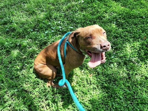 TUCK, adoptable senior Labrador Retriever in Green Cove Springs, FL