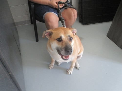 Photo of Titan, adoptable senior Black Mouth Cur in Ocala, Florida