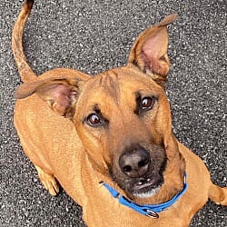 Photo of Katia, adoptable senior Rhodesian Ridgeback in Carmel, New York