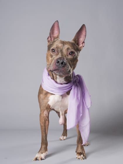 Photo of Chanel, adoptable senior dog in Atlanta, Georgia
