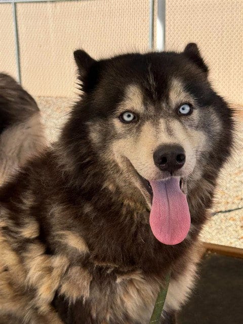 Photo of Maggie, adoptable senior Husky in Palmetto, Florida