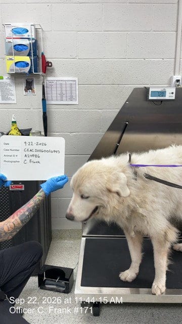Photo of Raphael, adoptable senior Great Pyrenees in Naples, Florida