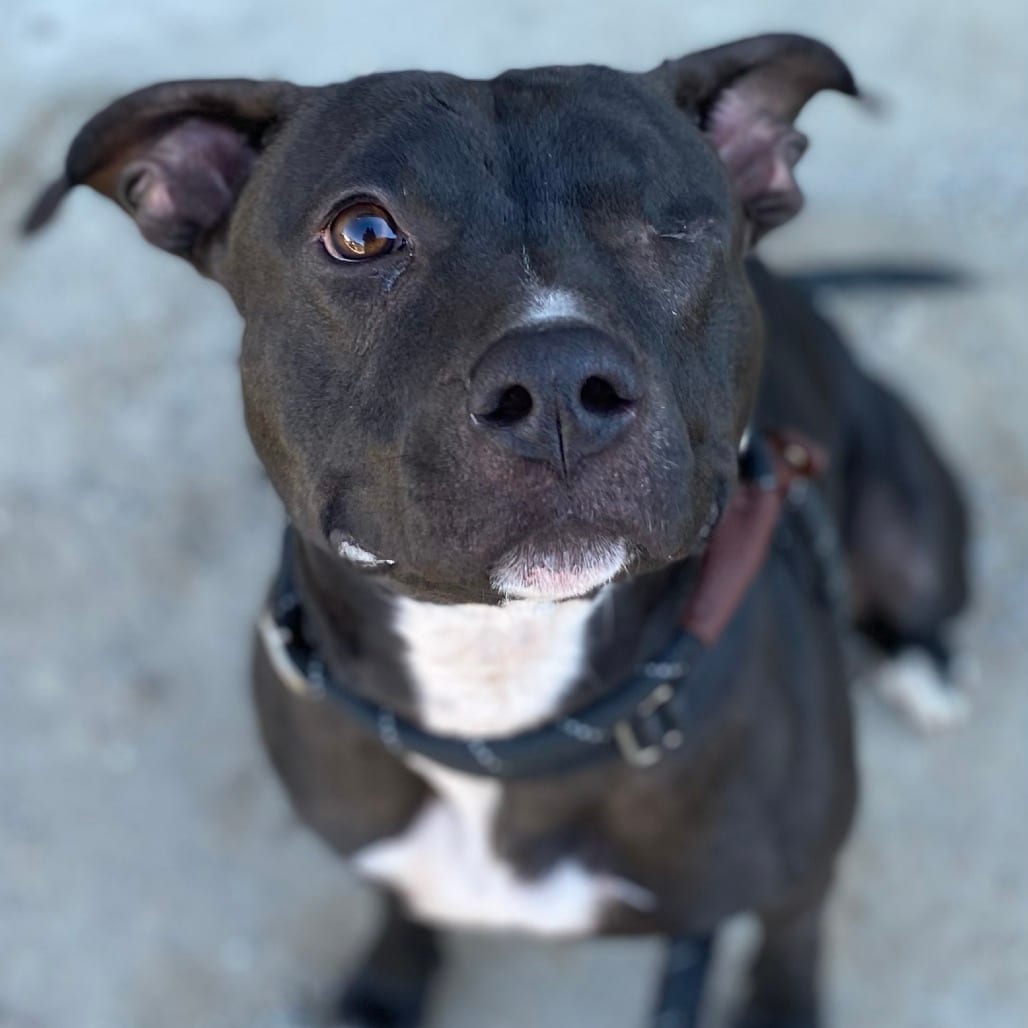 Photo of Moxie, adoptable senior Terrier, American Staffordshire / Mixed Breed (Medium) in Whitestone, New York