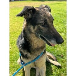Photo of Bell, adoptable senior German Shepherd Dog in Jurupa Valley, California