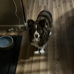 Photo of Sydney, adoptable senior Australian Shepherd in Union Grove, Wisconsin
