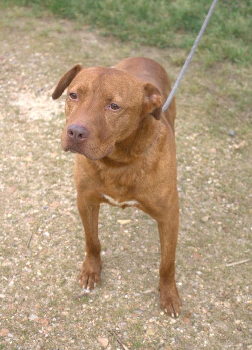 Andy, adoptable senior American Staffordshire Terrier in Jackson, MS