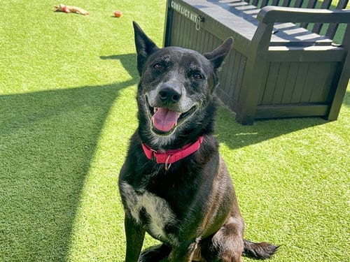 Photo of Tux, adoptable senior German Shepherd Dog in Orange, California